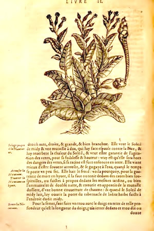 A Page from Etienne and Liebault's Chapter on Tobacco